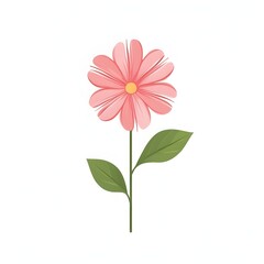 pink carnation flower