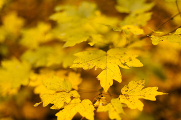 Golden maple leaves illuminated by sunlight in the woods