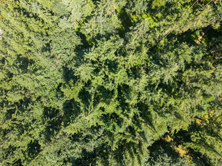 Aerial top down of Council Crest Park forest Portland nature view on sunny summer day in Oregon