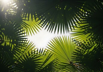 Obraz premium Palm Fronds framing the Sky, creating a tropical ambiance scenery