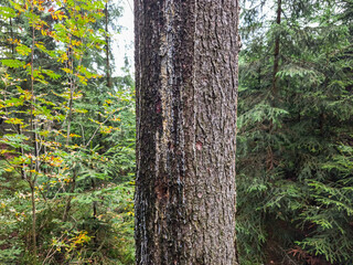 Tall tree trunk with textured bark surrounded by lush green foliage in an autumn forest setting in Adrspach, Czech republic