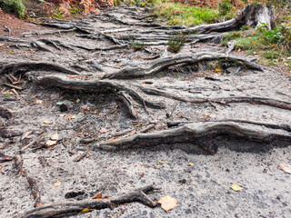 Twisted tree roots exposed on a forest path during autumn season with fallen leaves and earthy tones in Adrspach, Czech republic
