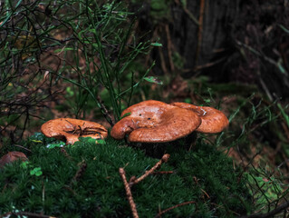 Brown mushrooms growing on mossy ground in a dark forest during autumn season with copy space in Adrspach, Czech republic