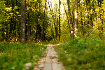 Forest path surrounded by tall green trees in early autumn