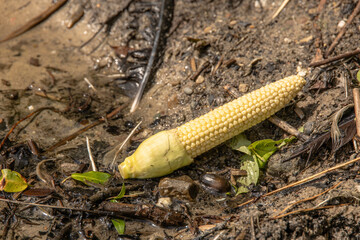 Yellow baby corn lying on wet muddy ground near leaves, stones, and natural debris under sunlight