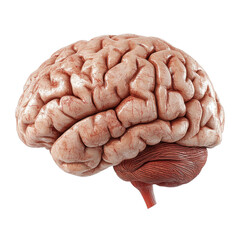 A human brain anatomy on transparent background