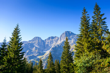 forest on mountain in summer. alpine coniferous tree on the tatra slopes under blue sky. beautiful poland nature scenery with rocky peaks in morning light. majestic place