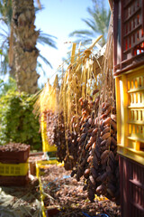 Rows of Tunisian dates hanging to dry naturally under the sun in the oasis of Tozeur. The scene highlights the traditional harvesting and drying process in North African