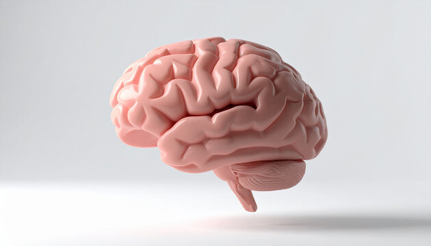 Anatomical model of human brain, floating over white backdrop, medical accuracy.