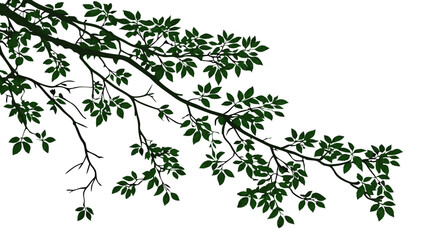 Tree branch with green leaves nature illustration foliage design element for spring summer or fall projects.