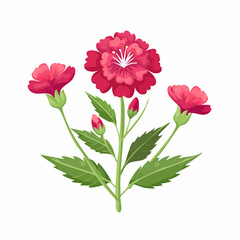 Fototapeta premium Pink floral plant with buds and leaves with transparent background