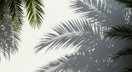 Abstract Palm Leaf Shadow Overlay on White Wall Surface Background