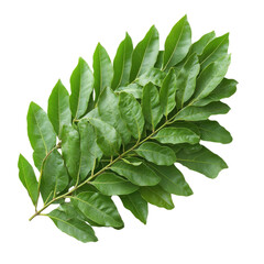 Branch with green leaves on transparent background