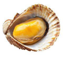 Mussel inside open shell on transparent background