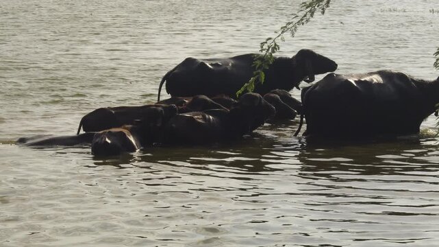 Rural scene with buffaloes bathing and relaxing in natural habitat. A peaceful rural village scene showing a group of Indian water buffalo teke bath in rivar water. Buffalo bathing in the pond