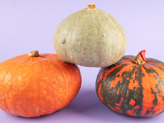 Three colorful pumpkins on purple background