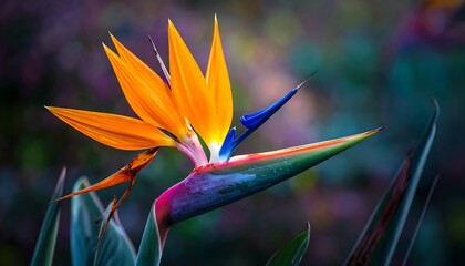 Vibrant bird-of-paradise flower, close-up