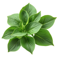 Small green bush plant on transparent background