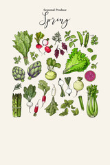 Vector poster with colorful hand drawn illustrations of seasonal spring produce: artichoke, onion, lettuce, green asparagus, radish, swiss chard, avocado, cucumber, basil, sorrel, rhubarb	