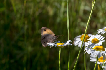 Insects. The butterfly (Maniola jurtina) close-up