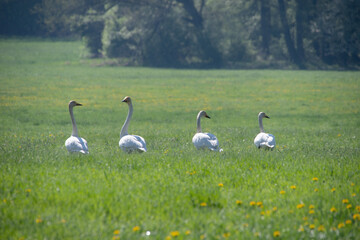 Singschw&auml;ne auf einer Fr&uuml;hlingswiese in Sachsen. Die eleganten Zugv&ouml;gel ruhen im satten Gr&uuml;n und strahlen Ruhe und Harmonie in der Natur aus. Fr&uuml;hling, Wildtiere und Landschaft in perfektem Licht
