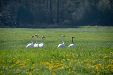 Singschwäne auf einer Frühlingswiese in Sachsen. Die weißen Zugvögel ruhen im grünen Gras...