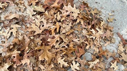 Dried leaf in autumn