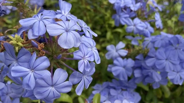Plumbago auriculata or Sky flower in the garden of Tenerife,Canary Islands,Spain,4K.