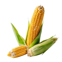 Two Ears of Fresh Yellow Corn with Green Husks on a transparent background PNG  