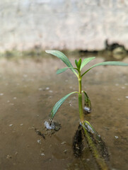 A small plant growing in a puddle, symbolizing resilience, natures persistence, and the beauty of life emerging from unexpected places