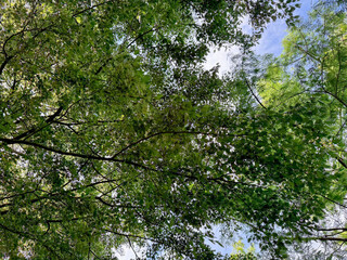 Fototapeta premium Beautiful tree with green leaves growing under blue sky, bottom view