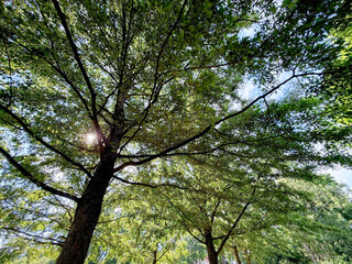Beautiful tree with green leaves growing under blue sky, bottom view