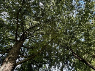 Beautiful tree with green leaves growing under blue sky, bottom view
