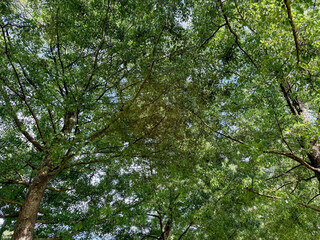 Beautiful tree with green leaves growing under blue sky, bottom view