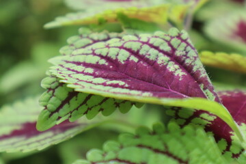Coleus Plant Close-Up