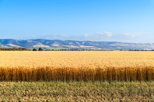 Ripe wheat crop on a warm summer day, McLaren Vale