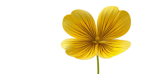 Yellow flower with transparent background isolated single blossom graphic element macro photography