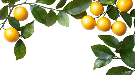 Yellow fruit on green leaves with transparent background