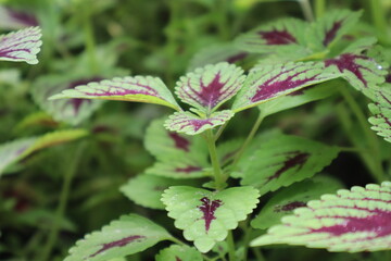 Coleus Plant Close-Up