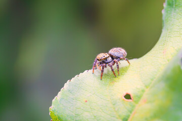 葉の上で獲物を待つハエトリグモ
