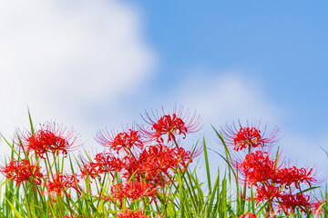 彼岸花と秋の空
