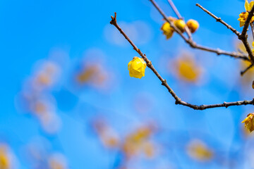 青空に咲く蝋梅の花