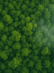 Aerial View of a Vast Misty Forest Canopy in Summer　上空から見た霧が漂う広大な森林の俯瞰写真