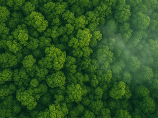 Aerial View of a Vast Misty Forest Canopy in Summer　上空から見た霧が漂う広大な森林の俯瞰写真