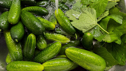 Glistening cucumbers nestled with verdant leaves evoke refreshing midsummer pickling rituals,...