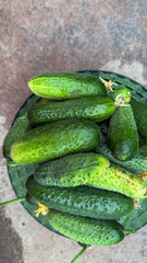 Ripe cucumbers in a woven basket, summer solstice feast, slow food movement, evoking rustic garden bounty
