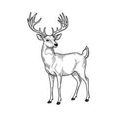 Deer with antlers realistic illustration, full body wild animal in black line art style, forest fauna and elegant posture