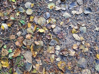 Fallen autumn leaves, varying in shades of brown and yellow, lie scattered on a gravel path. Small green shoots are visible between the leaves. Natural background, forest, stones, moss, pine needles.