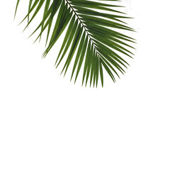 Fototapeta premium Green Palm Leaf isolated Background 