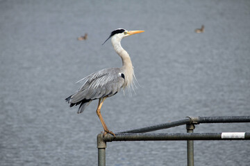 grey heron